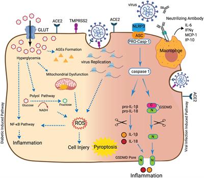 Potential Impact of Diabetes and Obesity on Alveolar Type 2 (AT2)-Lipofibroblast (LIF) Interactions After COVID-19 Infection